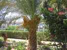  ������  �������  Club azur 4*  