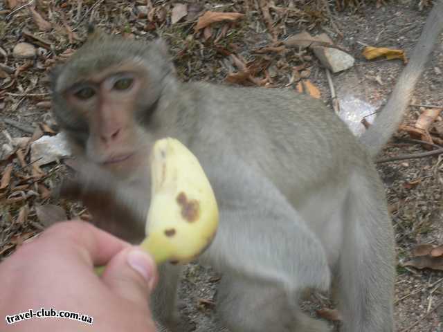  Таиланд  И диких(не бразильских) обезьян..