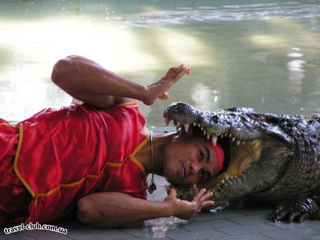  Таиланд  Паттайя  А если крокодайл закроет пасть? (Шоу крокодилов). 