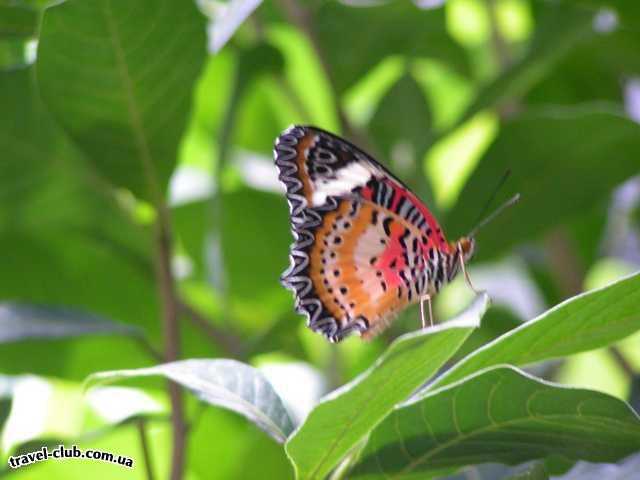 Таиланд  Паттайя  Сад бабочек (Нонг-Нуч) 