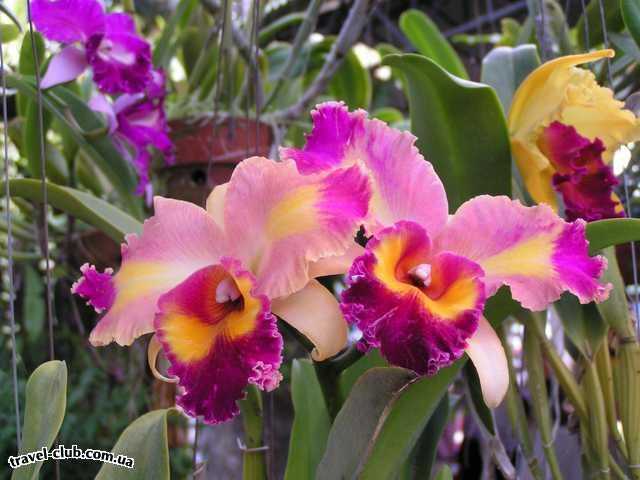  Таиланд  Паттайя  Орхидеи (Нонг-Нуч)