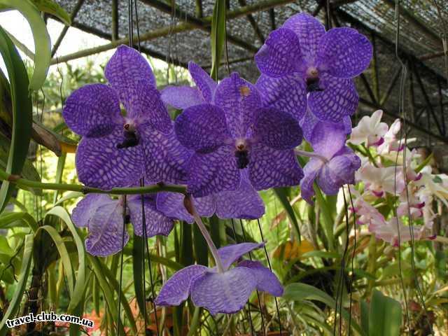  Таиланд  Паттайя  Орхидеи (Нонг-Нуч)