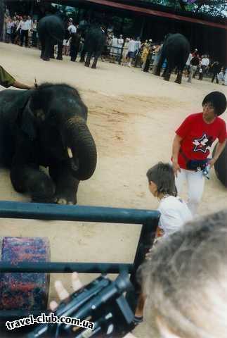  Таиланд  Паттайя  Шоу слонов (Нонг-Нуч)