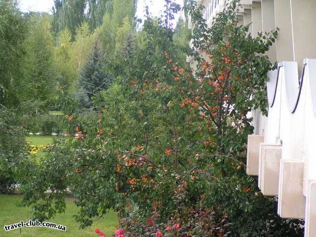  Киргизия, оз.Иссык-Куль  отель Голубой Иссык-Куль  абрикосы прямо с балкона