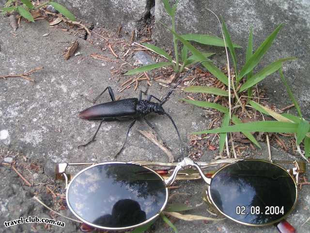 Абхазия  жук