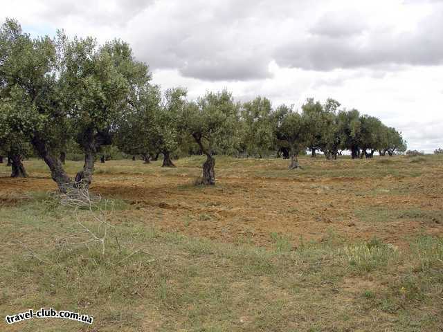  Тунис  Тунис - страна оливковых рощ.