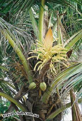  Шри-Ланка  Кокосовая пальма - главное дерево на Ланке: использует