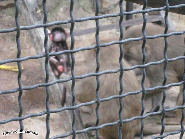  Украина  Крым  Ялтинский зоопарк  малыш пытается вскарабкаться по лестнице,а мамаша нев
