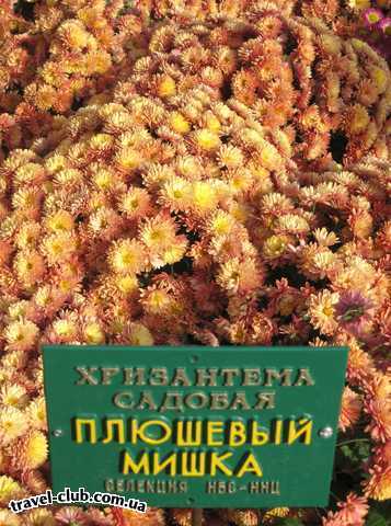  Украина  Крым  НИКИТСКИЙ БОТАНИЧЕСКИЙ САД  бал хризантем