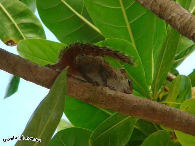  Шри-Ланка  местный житель.Пальмовый бурундук.