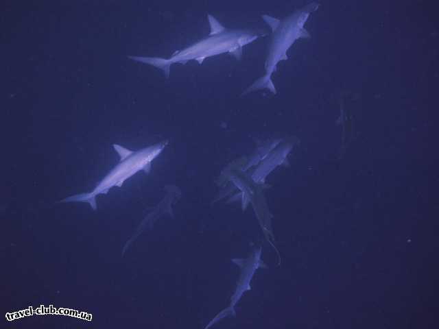  Египет  Красное море  Стая акул (хамер хэд)Тиран, Шарм.