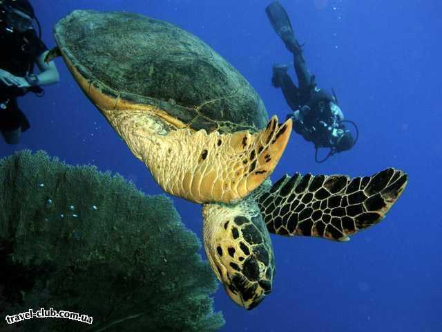  Египет  Красное море  черепаха. рас Мухамед