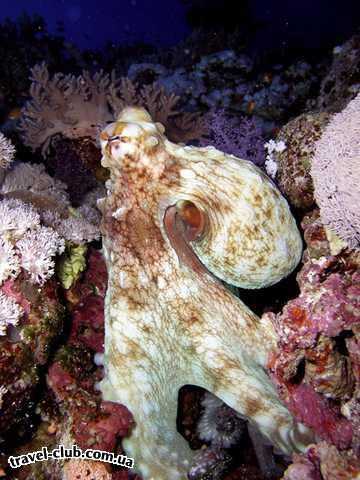  Египет  Красное море  осьминог