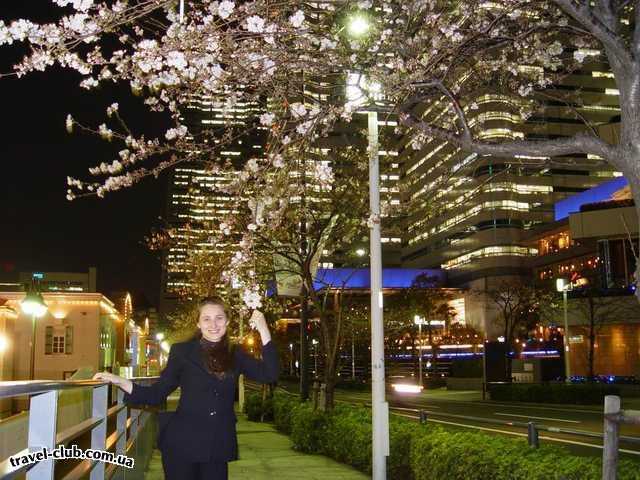  Япония  Yokohama  Сакура цветет