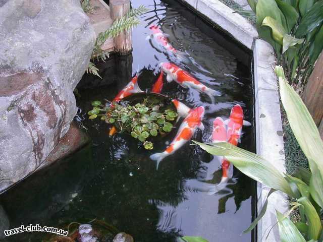  Япония  Токио  Рыбки плавают вокруг японского ресторана