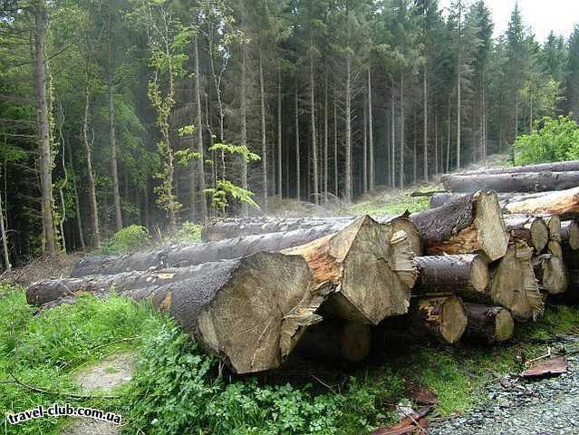  Ирландия  Дублин  На холме после дождя с градом с поленьев почему пошел п