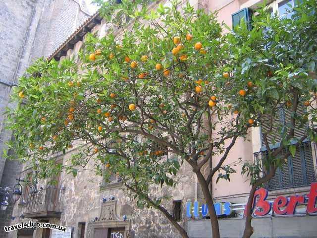  Испания  Мандарины растут на улицах...