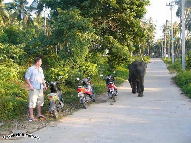  Таиланд  ...а слоны там гуляют как бездомные собаки..