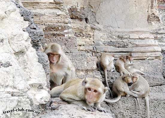  Таиланд  Древний храм населенный обезьянами, Лоп Бури