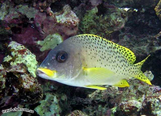  Египет  Красное море  Coral Beach Tiran  Ворчун чернокрапчатый