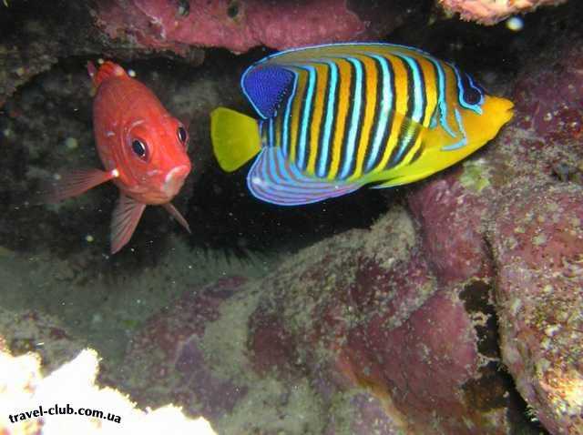  Египет  Красное море  Coral Beach Tiran  Королевская рыба-ангел