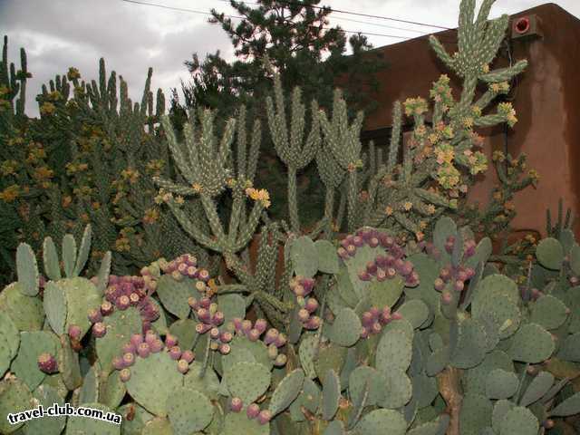  США  New Mexico  Альбукерк  И вот такие кактусы там растут на улице...