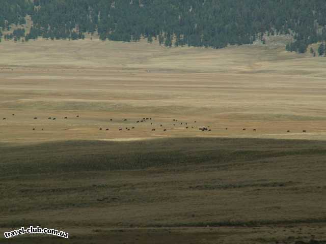  США  New Mexico  Это бизоны (сняты с ZOOM)