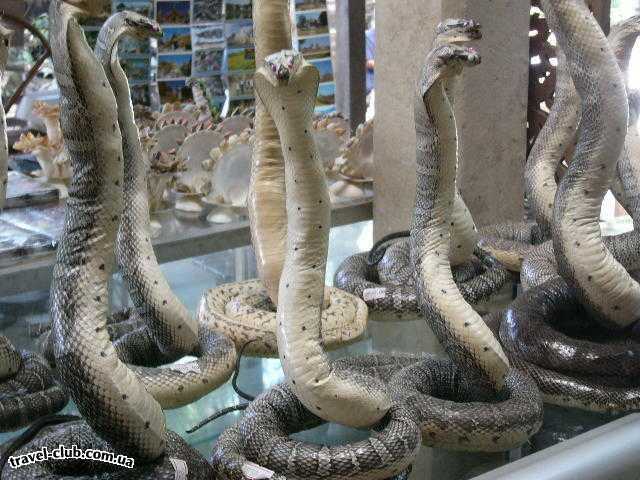 Таиланд  Паттайя  Чучела змей в магазине сувениров