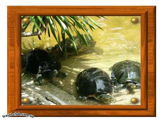  Таиланд  Паттайя  Водные черепахи