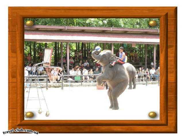  Таиланд  Паттайя  Слоны играют в баскетбол