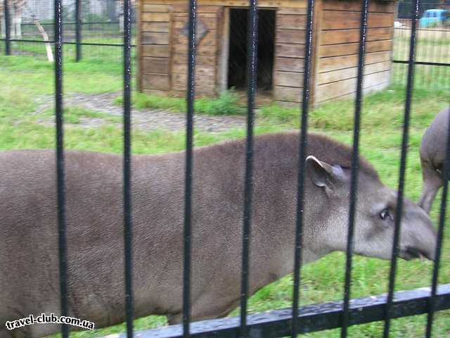  Россия  Это тапир. В московском зоопарке таких зверей нет!