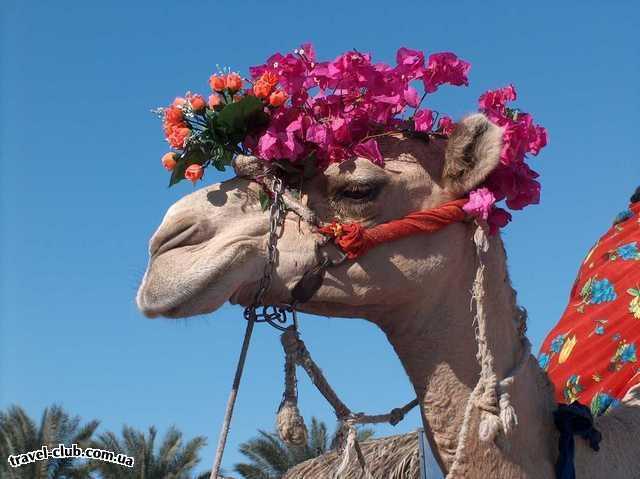  Египет  Хургада  Regina style 4*  camel Oscar