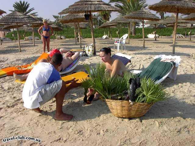  Тунис  Монастир  Houda Golf Beach  вот сейчас мы купим пальмы, которые потом котрабандой 