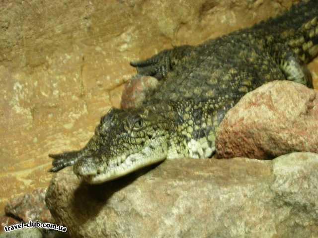  Египет  Шарм Эль Шейх  Hauza Beach Resort 4+ (Ex. Calimera)  Крокодил в террариуме