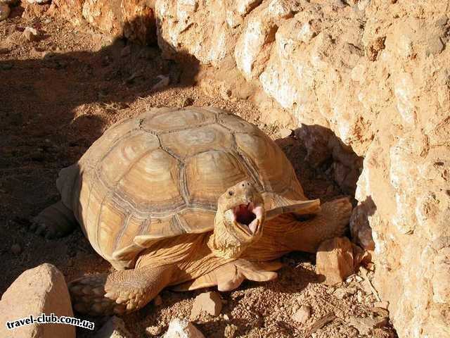  Египет  Шарм Эль Шейх  Hauza Beach Resort 4+ (Ex. Calimera)  Черепаха в загончике рядом с фламинго