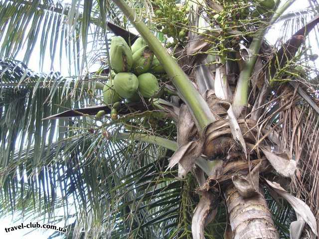  Куба  Варадеро  Sandals Royal Hicacos 5*  Кокосовая пальма