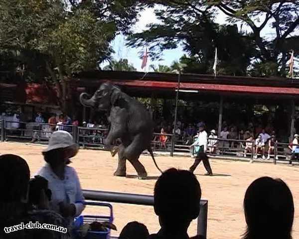  Таиланд  Паттайя  Паттайя Парк  На шоу слонов