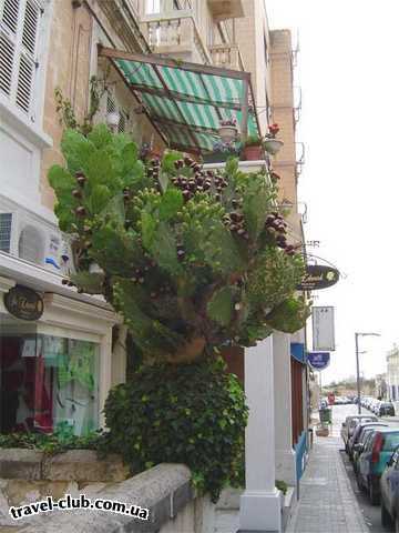  Мальта  Плоды-кактуса