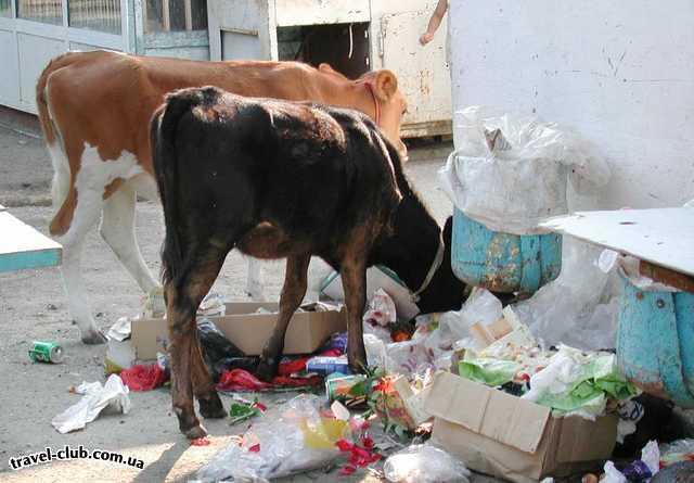  Абхазия  Ледзава. На городском рынке коровы нагуливают экологи