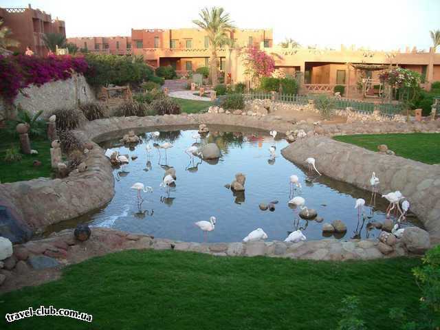  Египет  Шарм Эль Шейх  Hauza Beach Resort 4+ (Ex. Calimera)  Пруд с Фламинго недалеко от основного ресторана, очень
