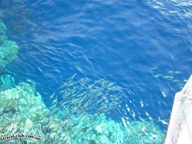  Египет  Шарм Эль Шейх  Hauza Beach Resort 4+ (Ex. Calimera)  Стайка рыб