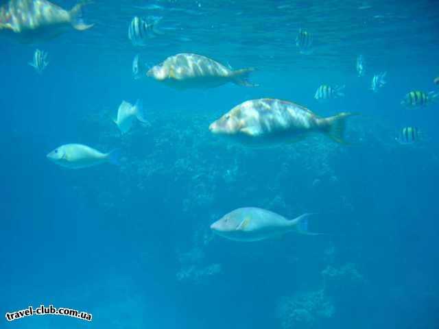  Египет  Шарм Эль Шейх  Hauza Beach Resort 4+ (Ex. Calimera)  Море..рыбки...