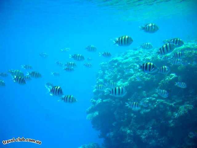  Египет  Шарм Эль Шейх  Hauza Beach Resort 4+ (Ex. Calimera)  Опять море и рыбки...