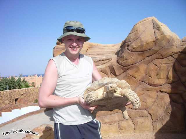  Египет  Шарм Эль Шейх  Hauza Beach Resort 4+ (Ex. Calimera)  Зоопарк отеля... черепаха...кг 20 примерно)))