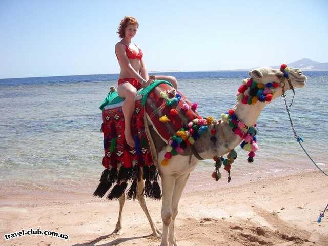 Египет  Шарм Эль Шейх  Hauza Beach Resort 4+ (Ex. Calimera)  Прокатиться на верблюде)))