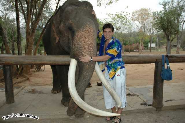  Таиланд  Паттайя  ИГорь со слоном 