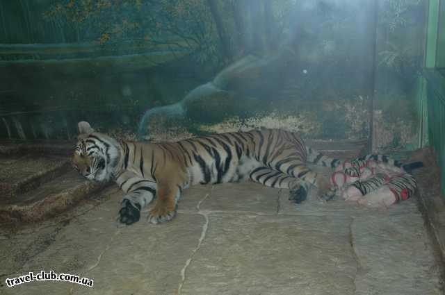  Таиланд  Паттайя  Тигр,в углу свинята в костюмчиках."а ля тигр" Одна семъя