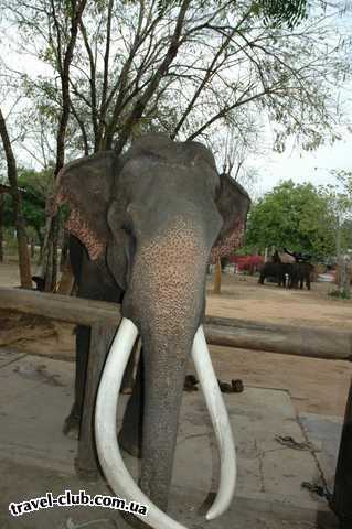  Таиланд  Паттайя  Слон.Просто Слон.