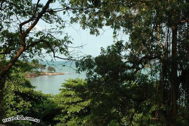  Таиланд  Паттайя  Взгляд на море сквозъ листву
