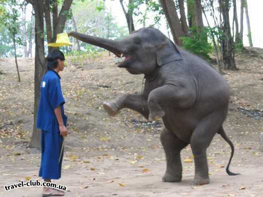  Таиланд  Паттайя  шоу слонов